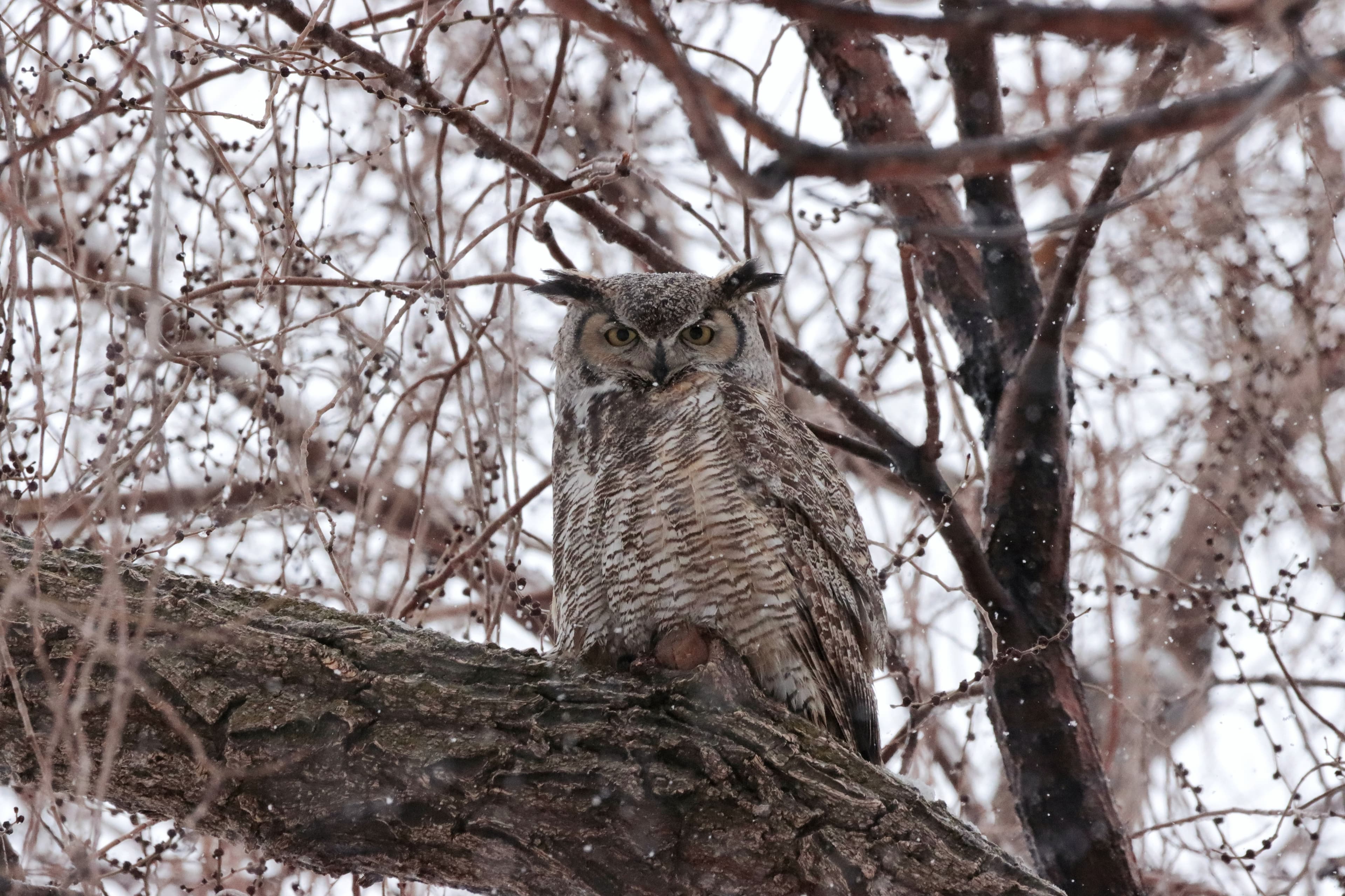 Great horned owl in tree