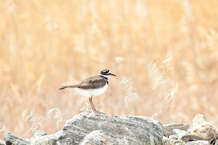 Killdeer near Antelope Island