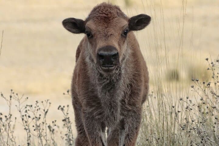 Bison calf curiously looks up at us