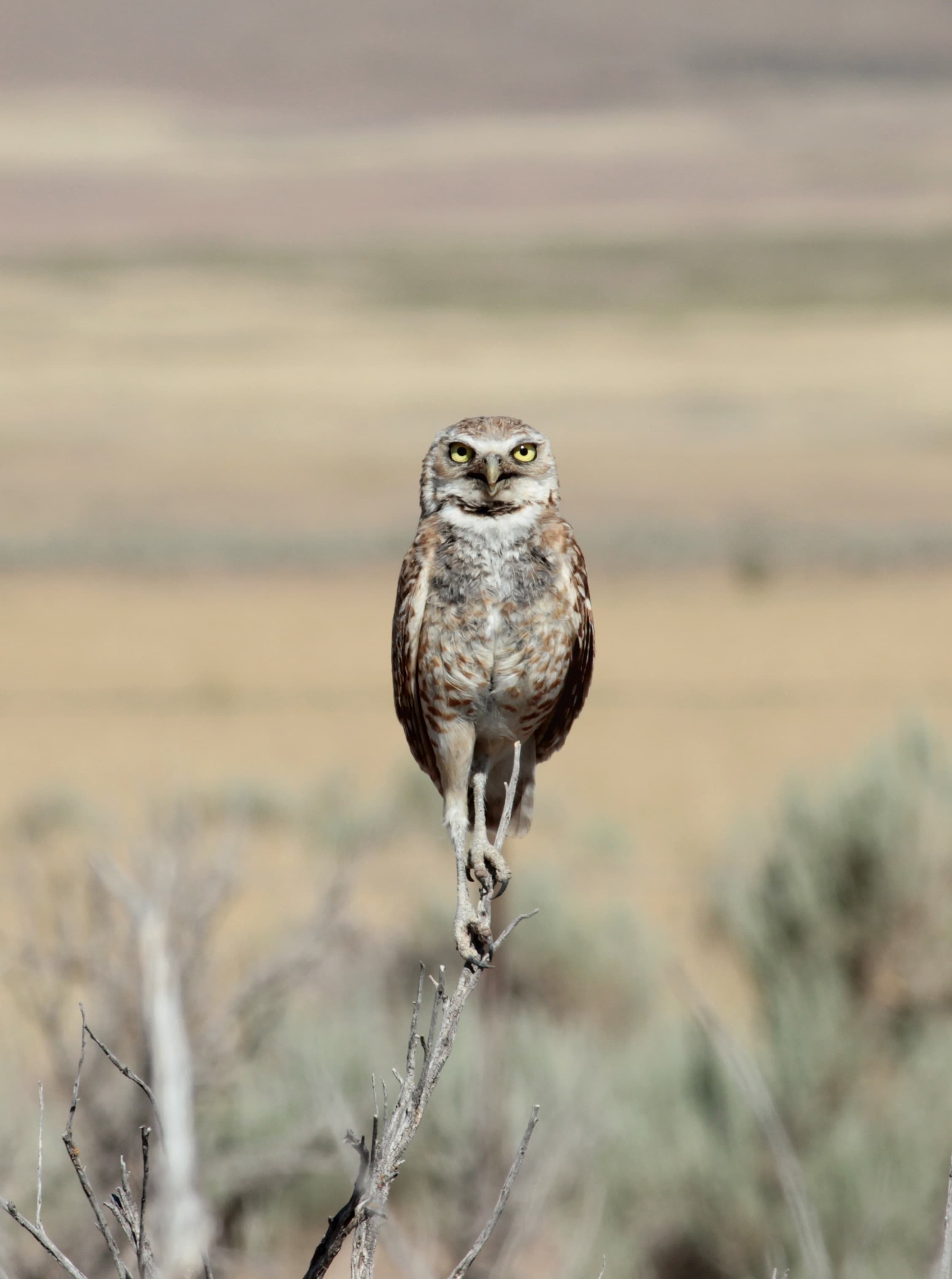 Burrowing owls seen on the island and around Utah