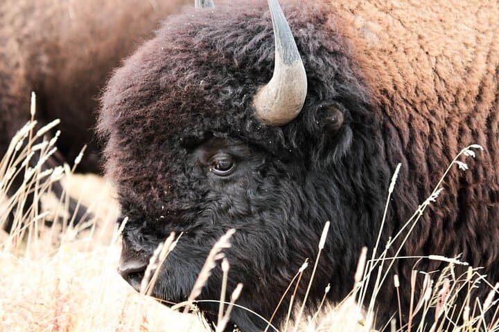Bison on Antelope Island viewed during a Safari Utah tour