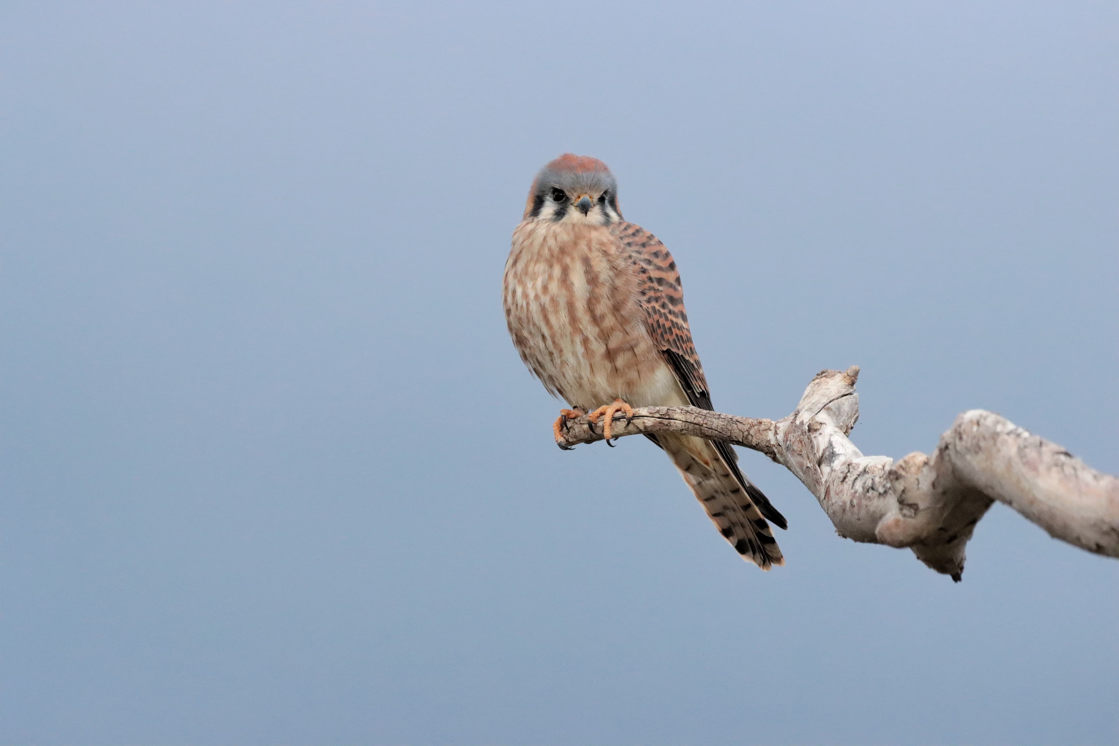 American kestrel