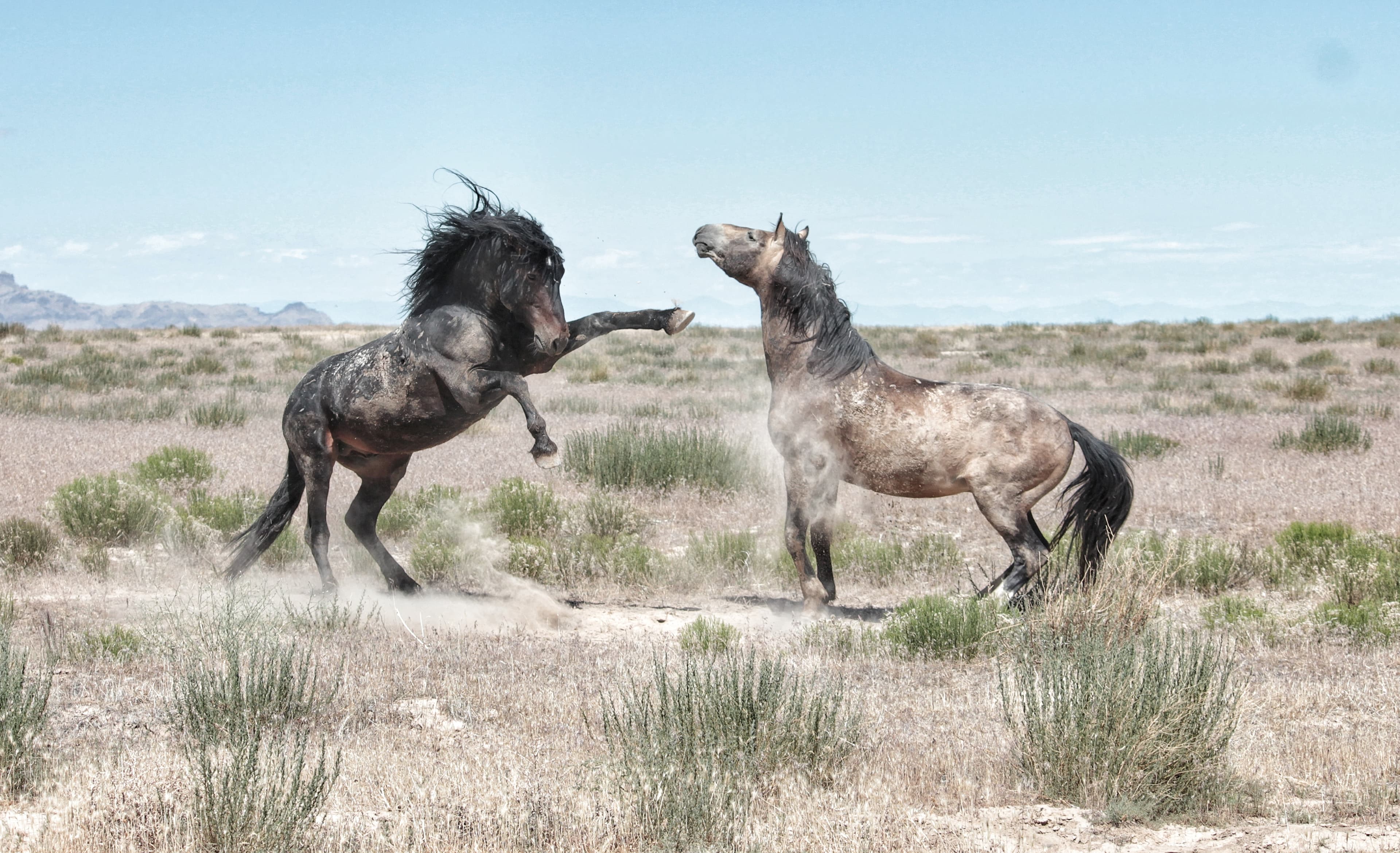 Wild horses in Northern Utah