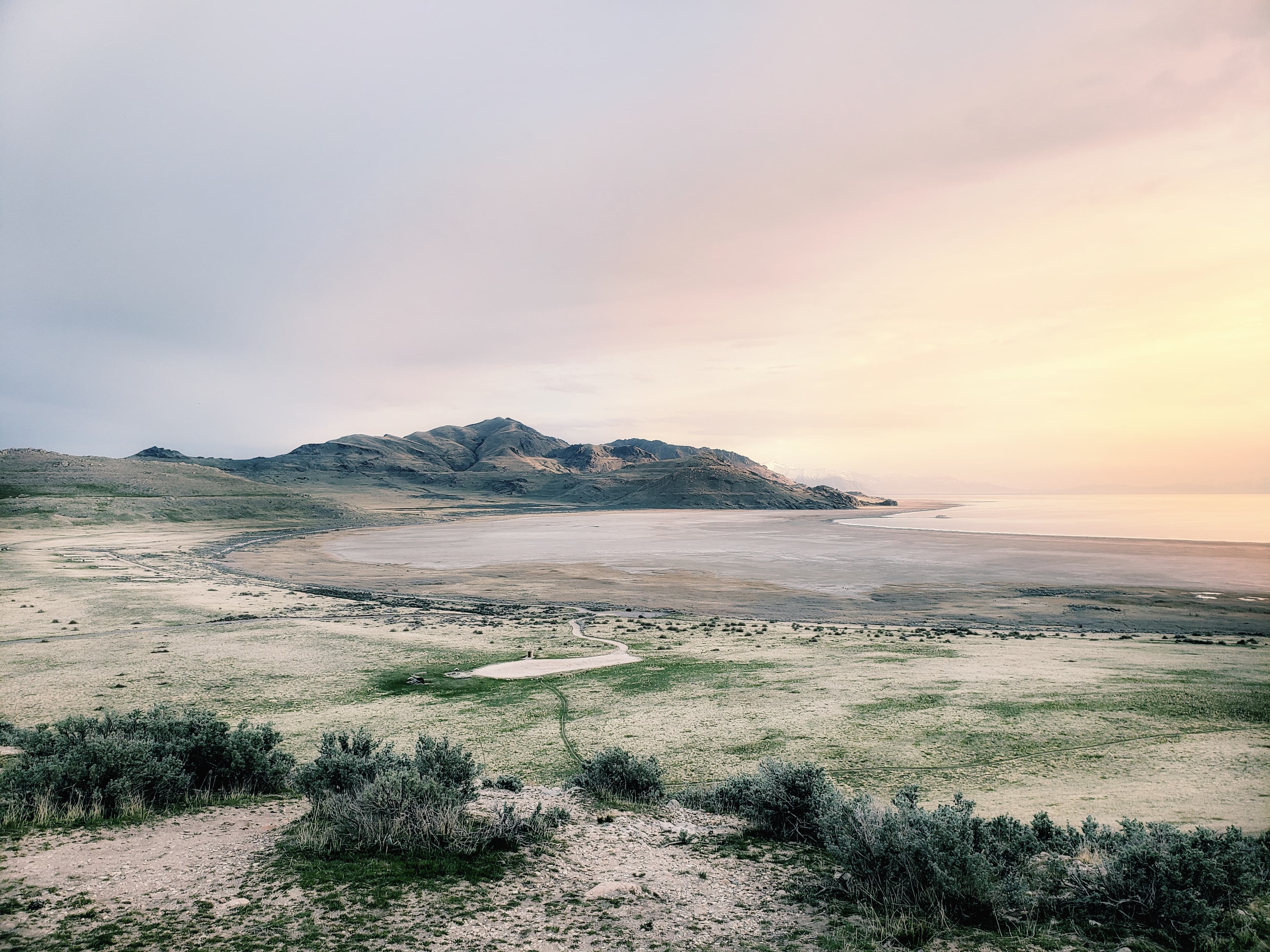 Soft view of American avocets near Antelope Island